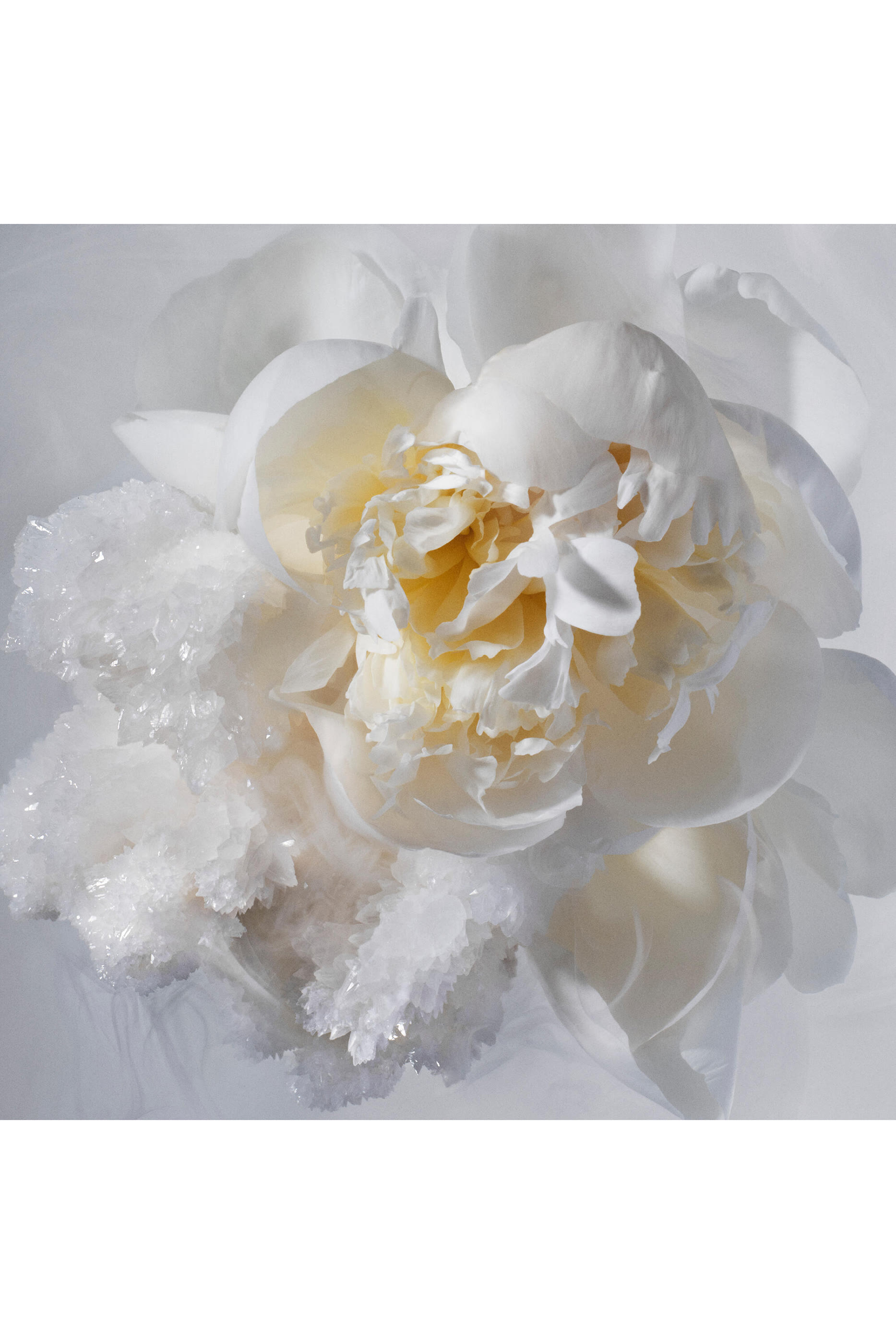 The Alchemist's Garden Where My Heart Beats Eau de Parfum